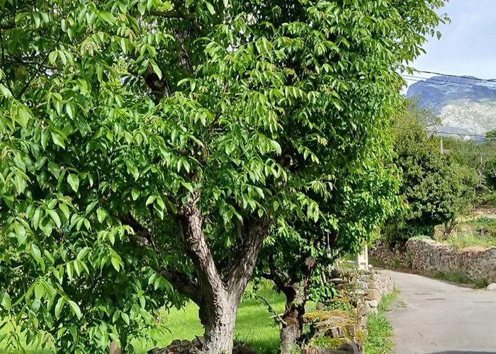 Herberg Picos De Europa And